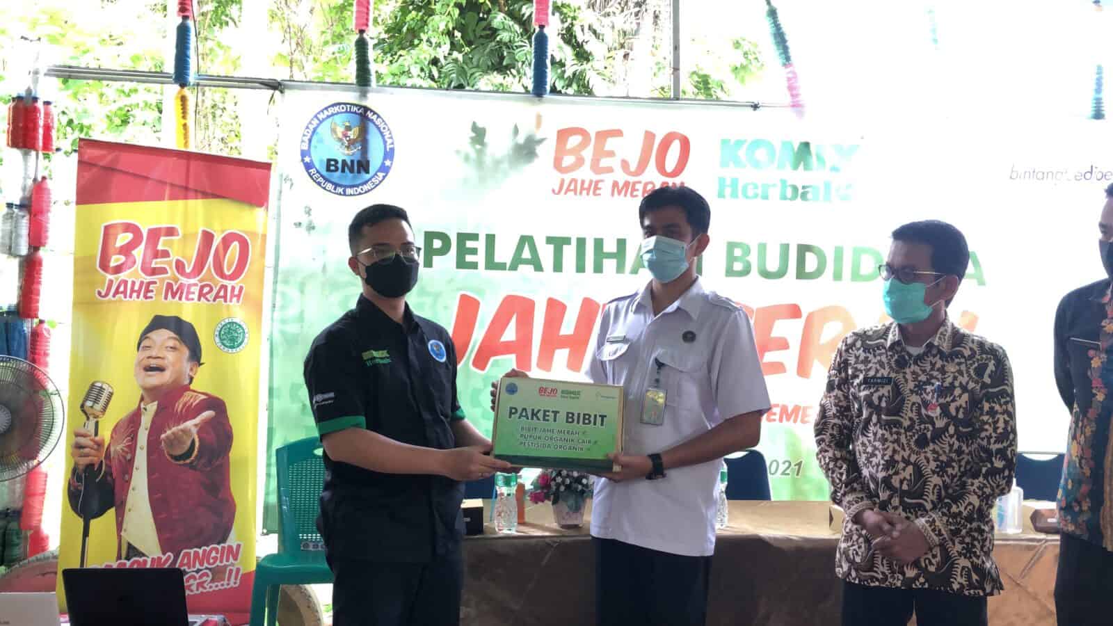 LEBIH BAIK TANAM JAHE MERAH DARIPADA GANJA