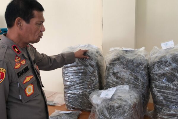 BNNP SUMBAR TANGKAP BANDAR DAN KARUNGI 50KG NARKOTIKA JENIS GANJA