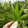 Ganja dan Turunannya: Memahami Bahaya dan Penyalahgunaannya